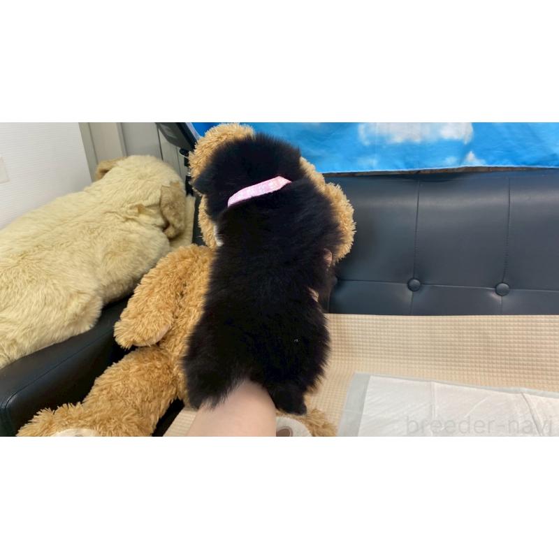 販売中の兵庫県のポメチワ:ポメラニアン×チワワ-406742の12枚目